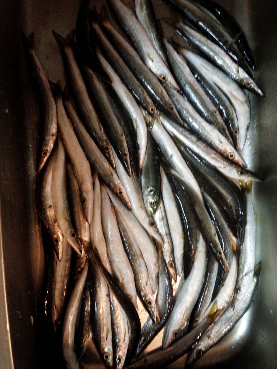 再びカマス 釣れる楽しみ 釣る喜び Fukufukumanの房総ルアー釣り日記 再びカマス 釣れる楽しみ 釣る喜び Fukufukumanの房総ルアー釣り日記