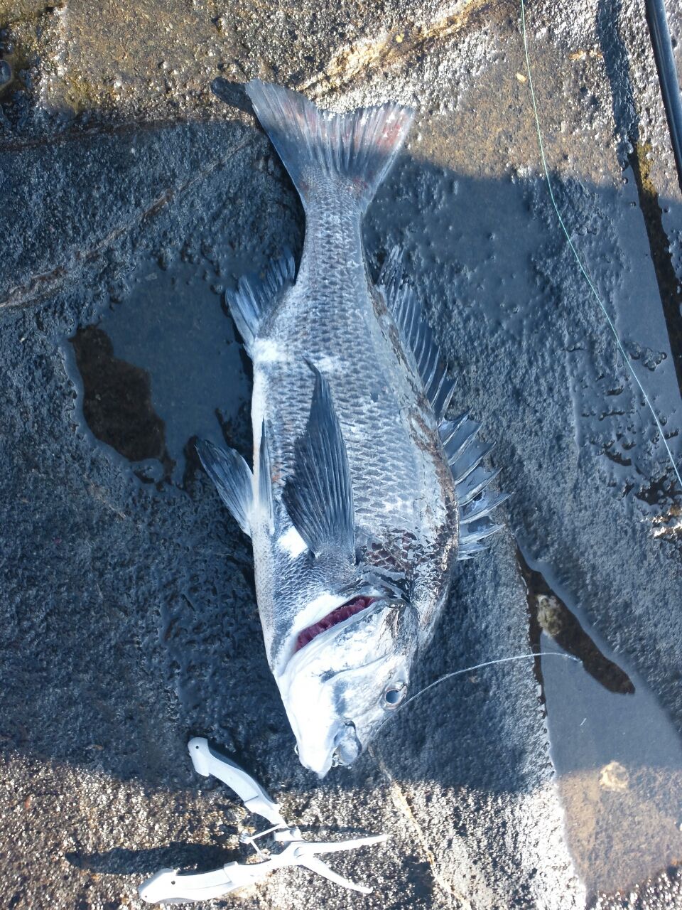 白間津の磯ヒラスズキ狙いで黒鯛 Fukufukumanの房総ルアー釣り日記