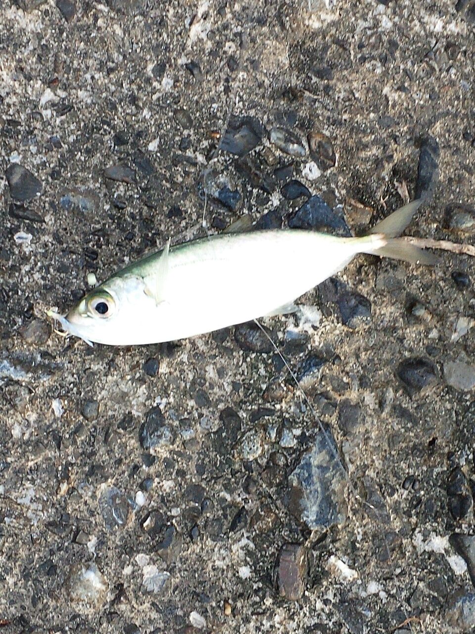 尺アジ ヒラメ ジグサビキの逆襲 Fukufukumanの房総ルアー釣り日記