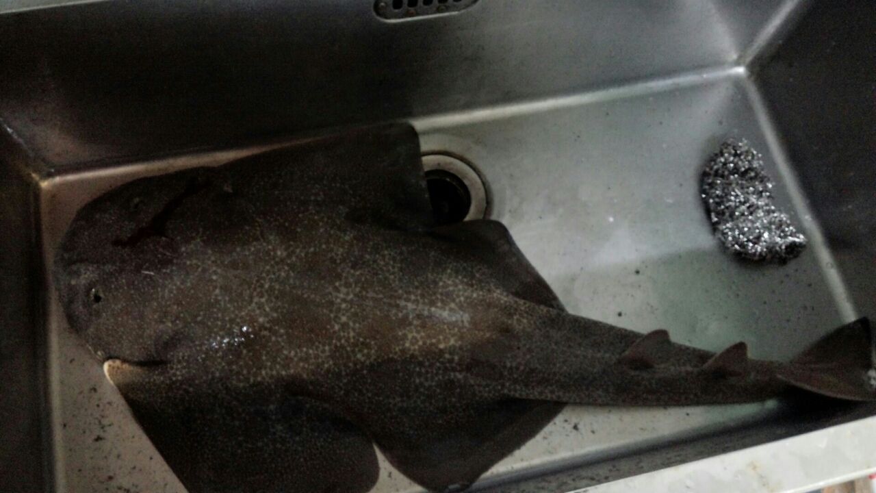カスザメお料理の巻き驚愕の旨さ Fukufukumanの房総ルアー釣り日記 カスザメお料理の巻き驚愕の旨さ Fukufukumanの房総ルアー釣り日記
