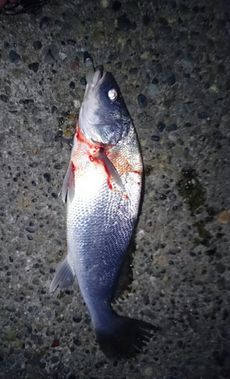 イシモチ ニベ Fukufukumanの房総ルアー釣り日記