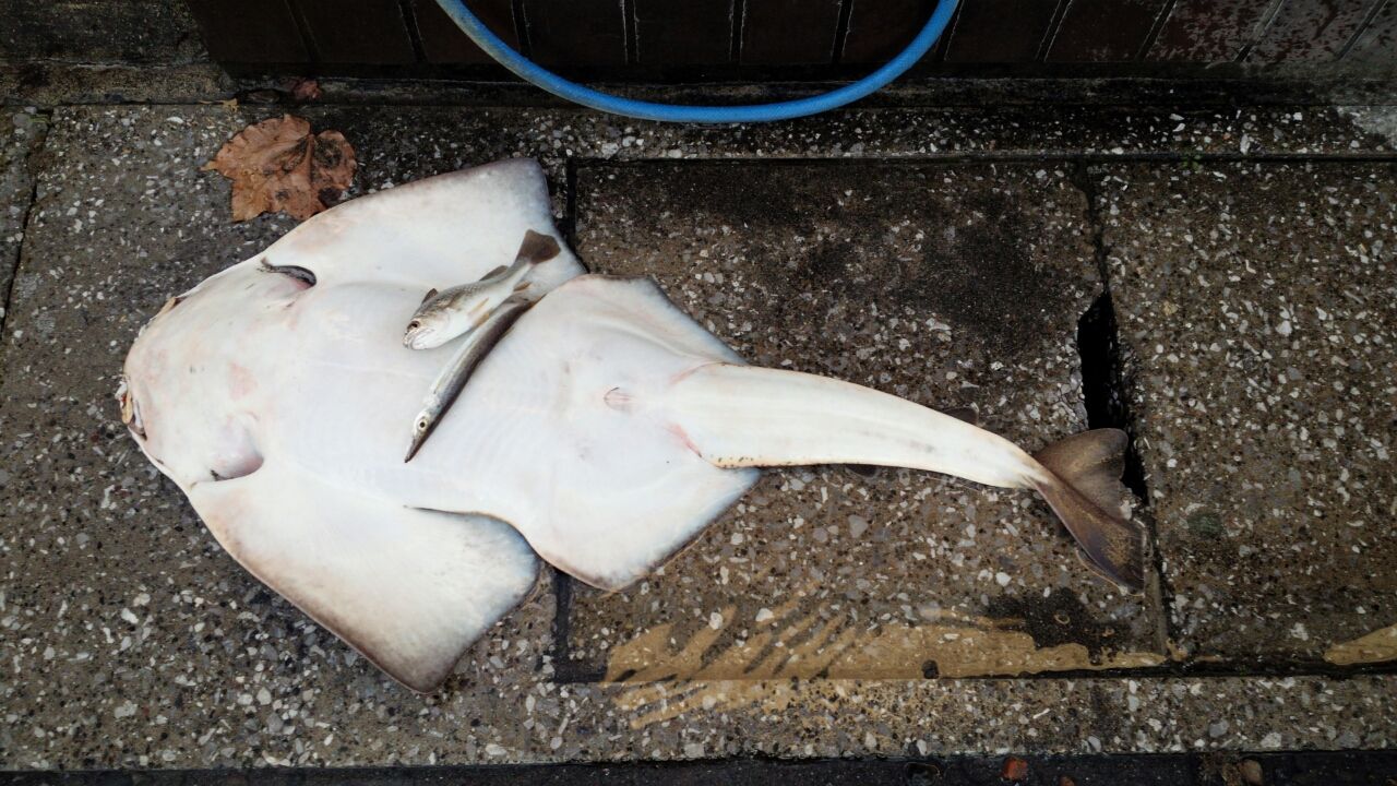 巨体魚の正体見たり カスザメ釣れた V Fukufukumanの房総ルアー釣り日記 巨体魚の正体見たり カスザメ釣れた V Fukufukumanの房総ルアー釣り日記