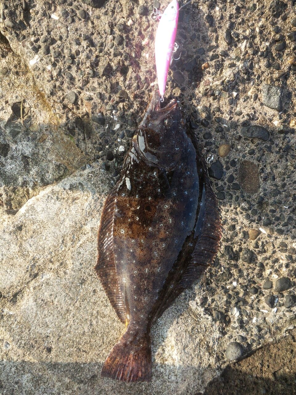 ヒラメ Fukufukumanの房総ルアー釣り日記