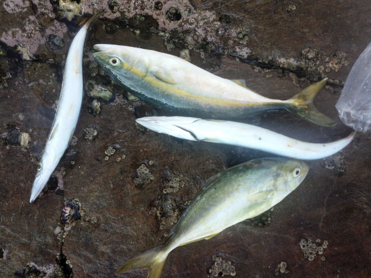 ショアジギング Fukufukumanの房総ルアー釣り日記