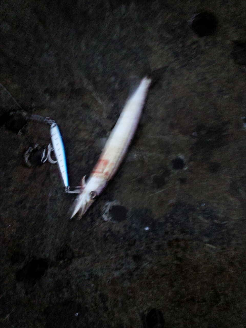 16年07月 Fukufukumanの房総ルアー釣り日記