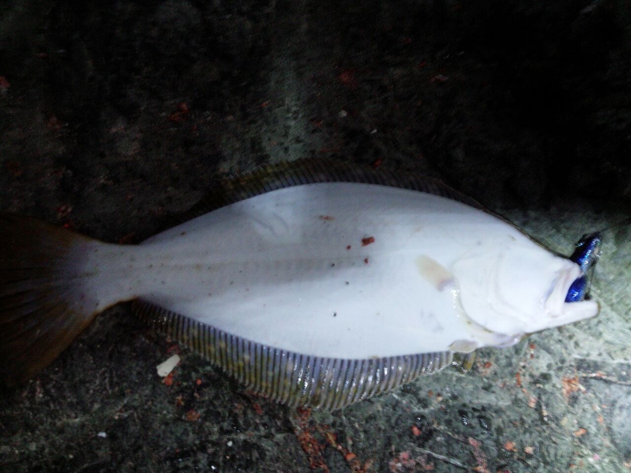 弁天島で磯ヒラメ 凄バトルも Fukufukumanの房総ルアー釣り日記 弁天島で磯ヒラメ 凄バトルも Fukufukumanの房総ルアー釣り日記