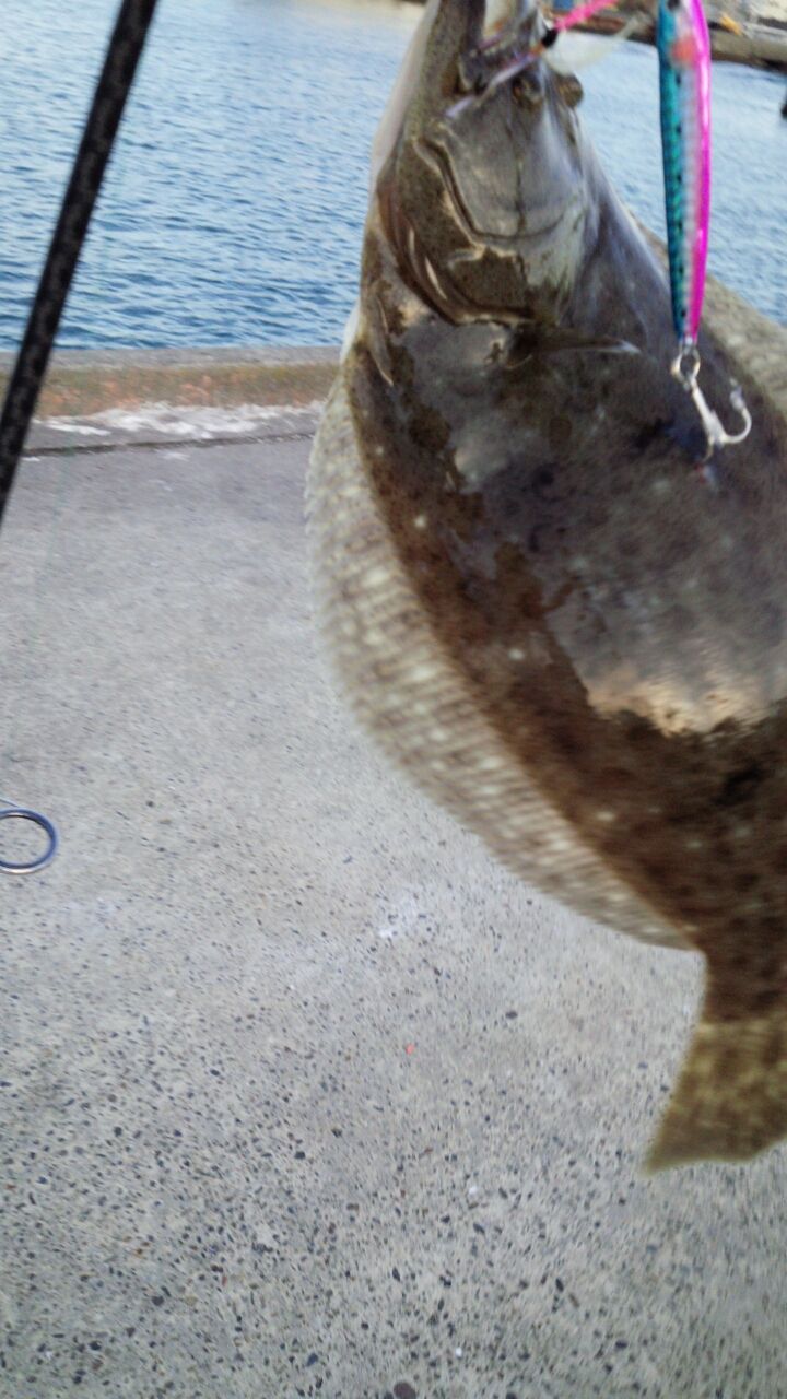 鴨川港にてヒラメゲット Fukufukumanの房総ルアー釣り日記