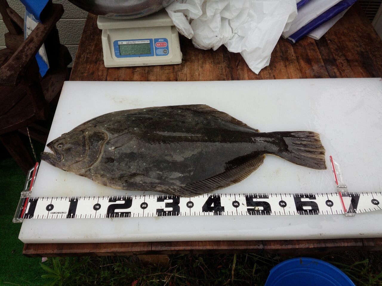 ヒラメ Fukufukumanの房総ルアー釣り日記