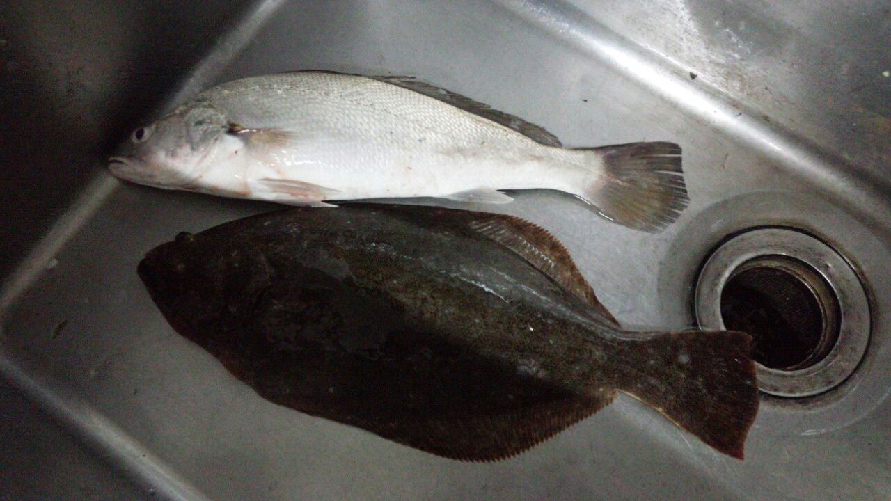 15年04月 Fukufukumanの房総ルアー釣り日記 15年04月 Fukufukumanの房総ルアー釣り日記