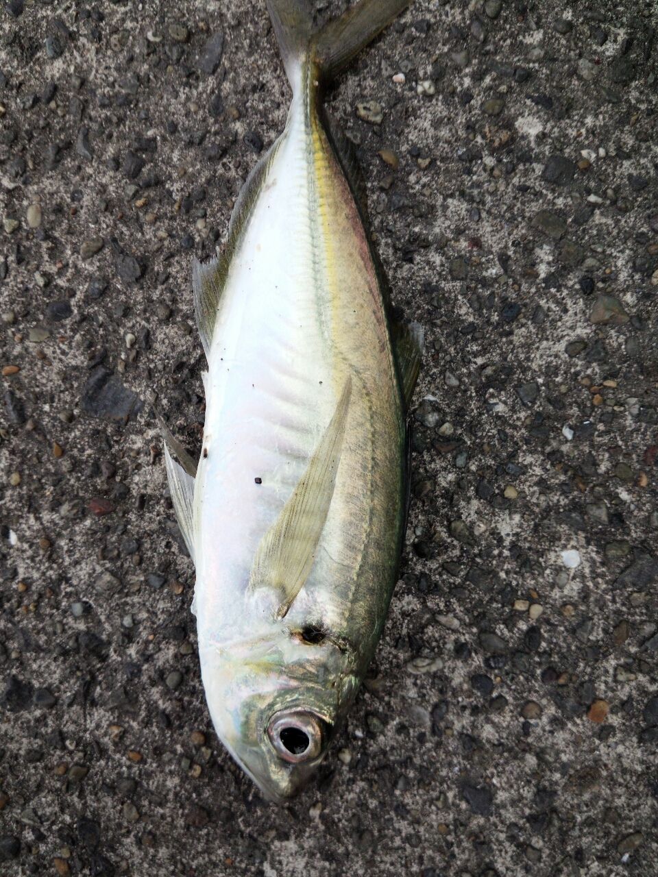 デイ アジング カマスング Fukufukumanの房総ルアー釣り日記 デイ アジング カマスング Fukufukumanの房総ルアー釣り日記