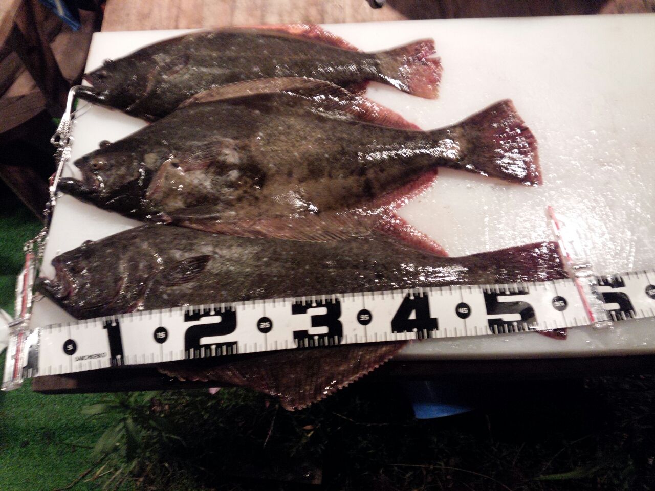 ヒラメ Fukufukumanの房総ルアー釣り日記