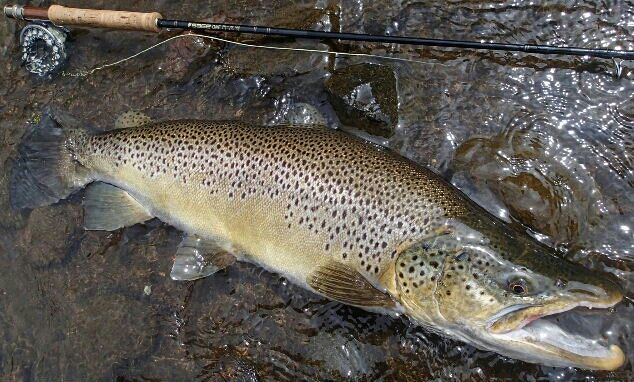 5月23日の出来事 ブラウン70 芦ノ湖 福井釣船店