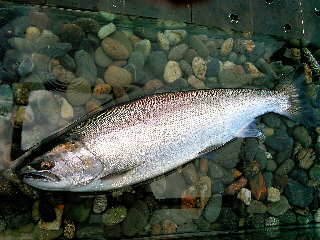 板谷さん 今季自己２本目のサクラマスget 芦ノ湖 福井釣船店