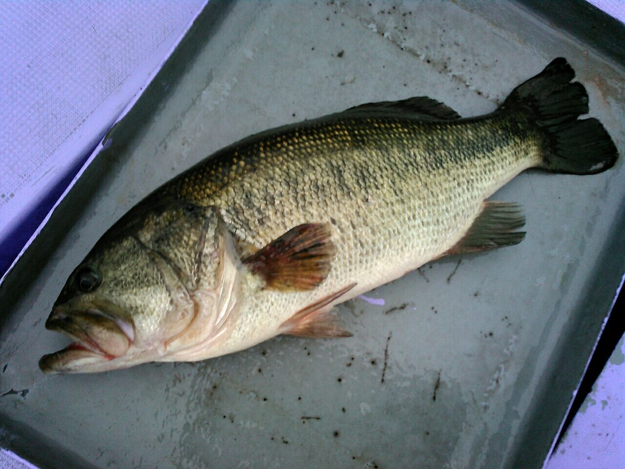 古田さん トップでブラックバス50cm Up はお見事 芦ノ湖 福井釣船店