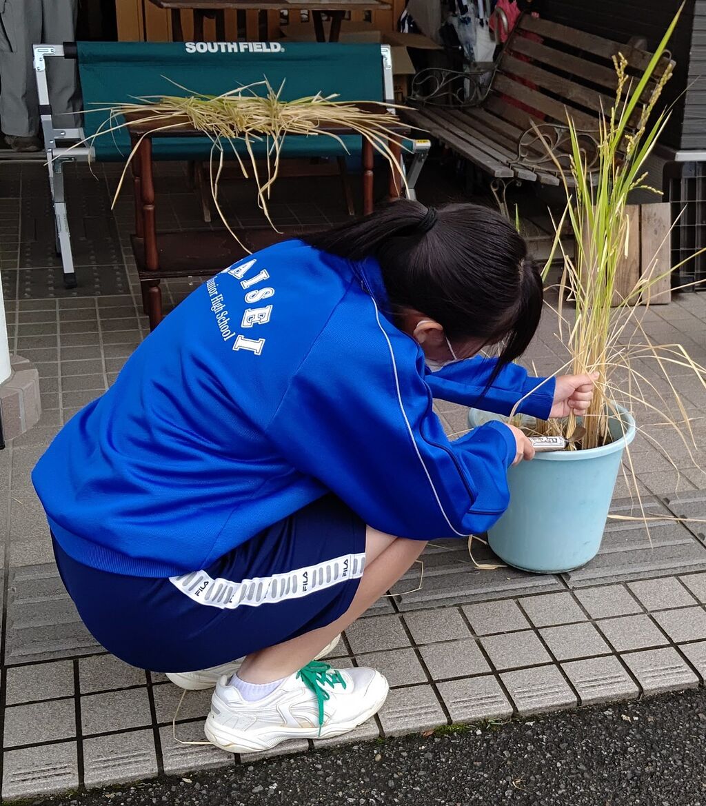 JCワレメ画像 