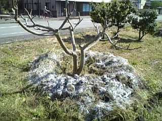 sekkai