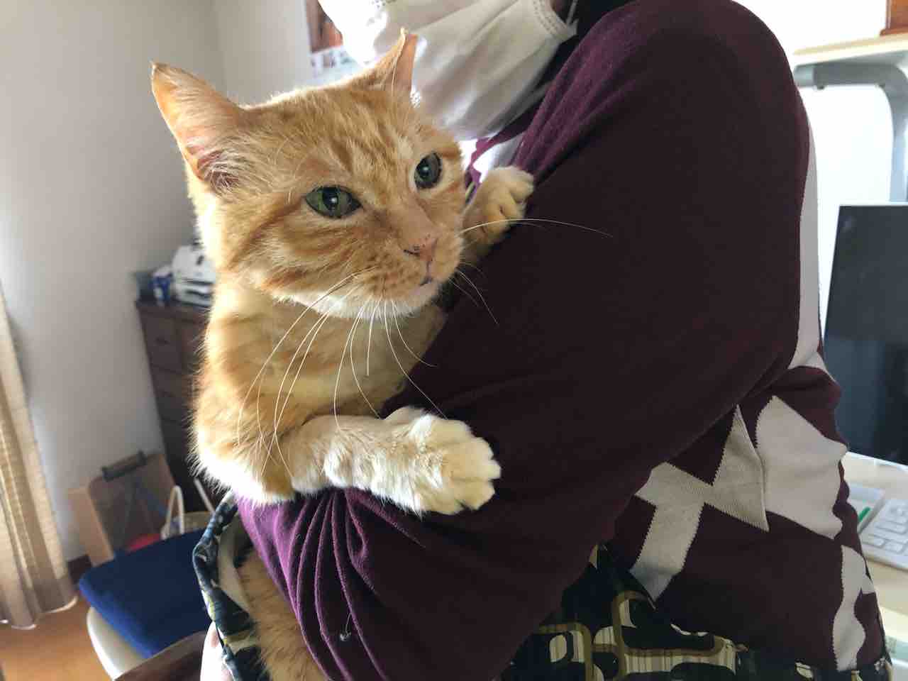 負傷猫 ラッキー 元気です おいしいランチタイム テスト用 Npo法人 福井犬 猫を救う会