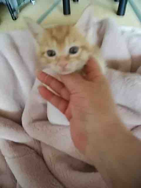 子猫たち4兄弟 離乳食はじまったよ Npo法人 福井犬 猫を救う会 子猫たち4兄弟 離乳食はじまったよ Npo法人 福井犬 猫を救う会