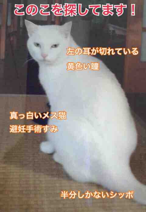 春江町の下江留から不明 真っ白いメス猫をさがしてます Npo法人 福井犬 猫を救う会 春江町の下江留から不明 真っ白いメス猫をさがしてます Npo法人 福井犬 猫を救う会