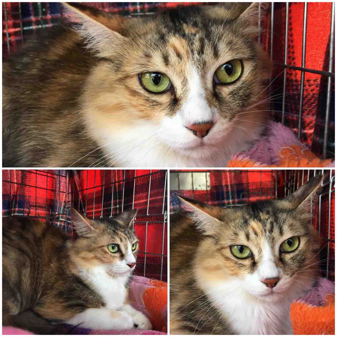 飼い主さんを募集している猫たち 11月中旬 11月末 Npo法人 福井犬 猫を救う会 飼い主さんを募集している猫たち 11月中旬 11月末 Npo法人 福井犬 猫を救う会