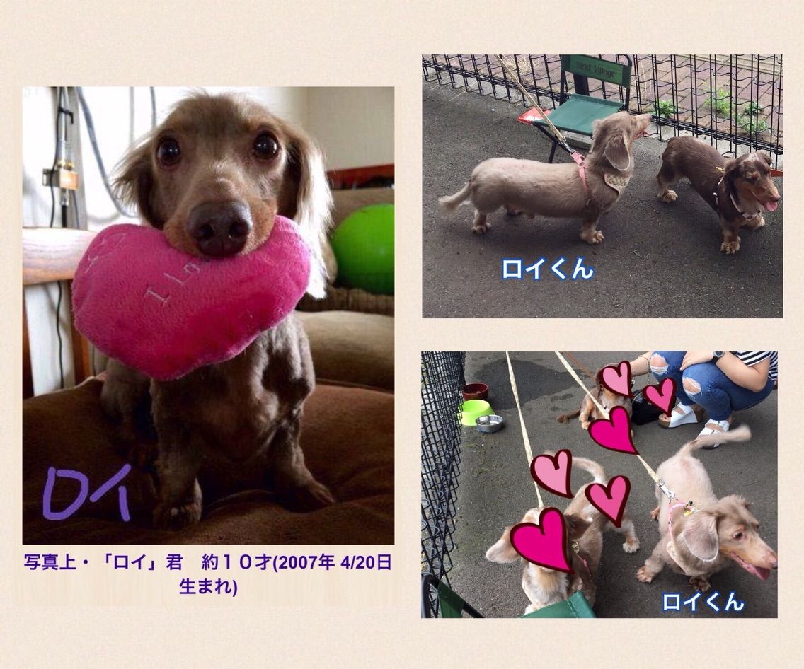 飼い主さんを募集している犬猫たち 8月末 Npo法人 福井犬 猫を救う会 飼い主さんを募集している犬猫たち 8月末 Npo法人 福井犬 猫を救う会