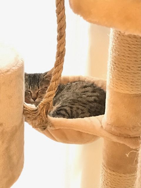 保護子猫ちゃん れん ろん お届け 石川県野々市市へ その他 Npo法人 福井犬 猫を救う会 保護子猫ちゃん れん ろん お届け 石川県野々市市へ その他 Npo法人 福井犬 猫を救う会