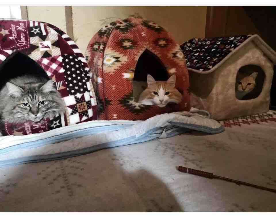 悲惨な現場の野良猫たち その後 Npo法人 福井犬 猫を救う会