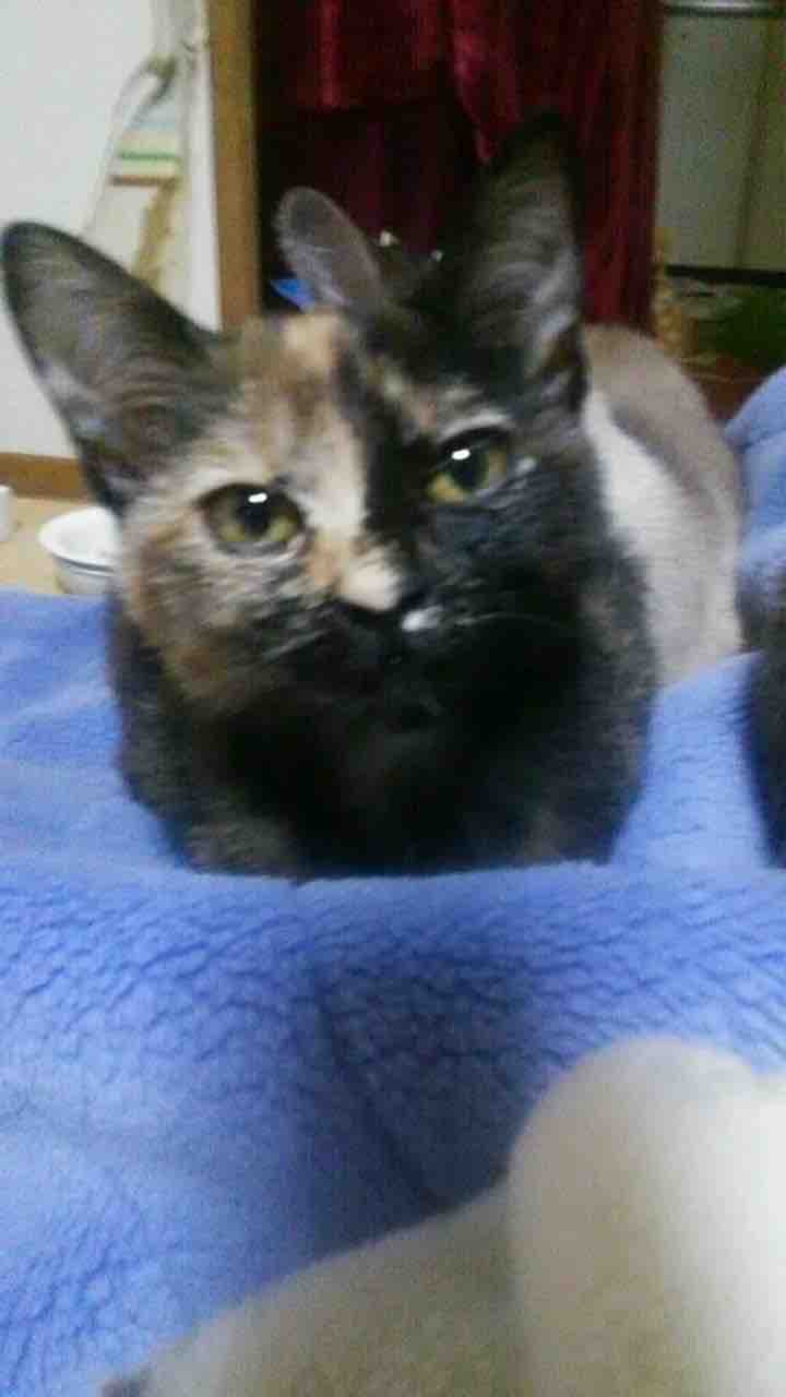 猫 子猫 サビ