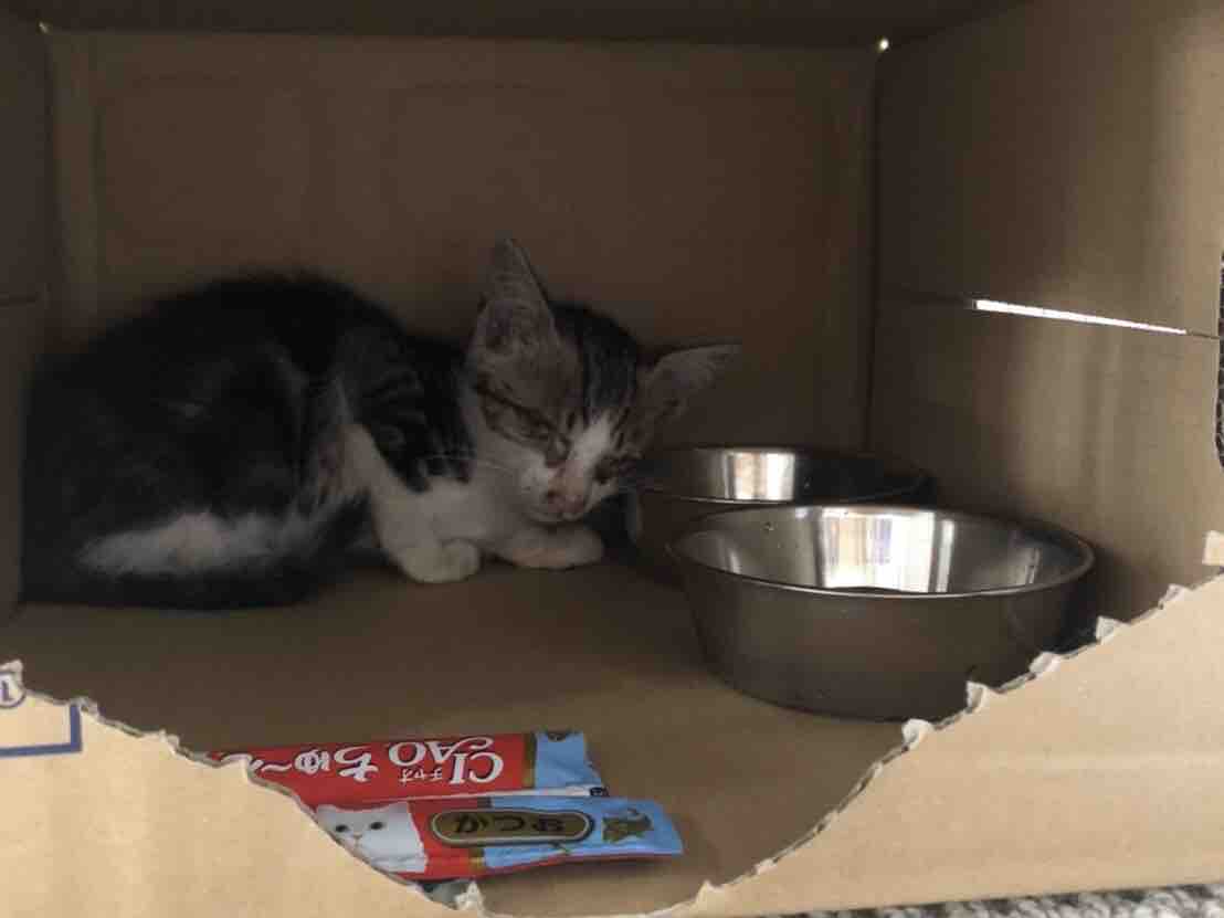 住宅街で前日の夕方から ずっと鳴いていた子猫を保護 Npo法人 福井犬 猫を救う会