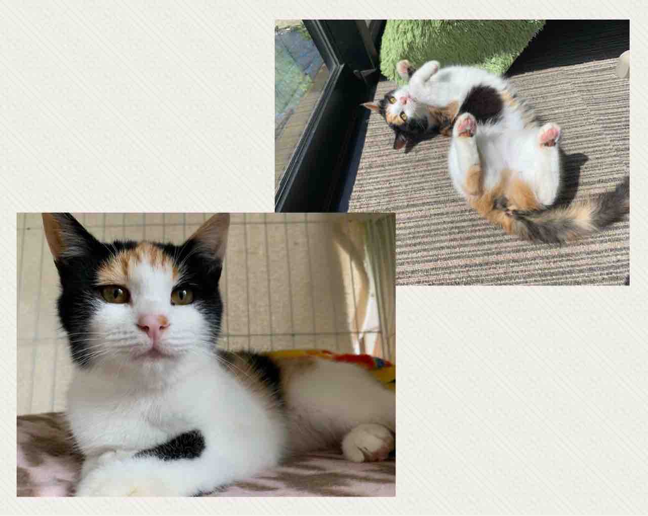 飼い主さんを募集している猫たち 3月中旬 末 Npo法人 福井犬 猫を救う会 飼い主さんを募集している猫たち 3月中旬 末 Npo法人 福井犬 猫を救う会