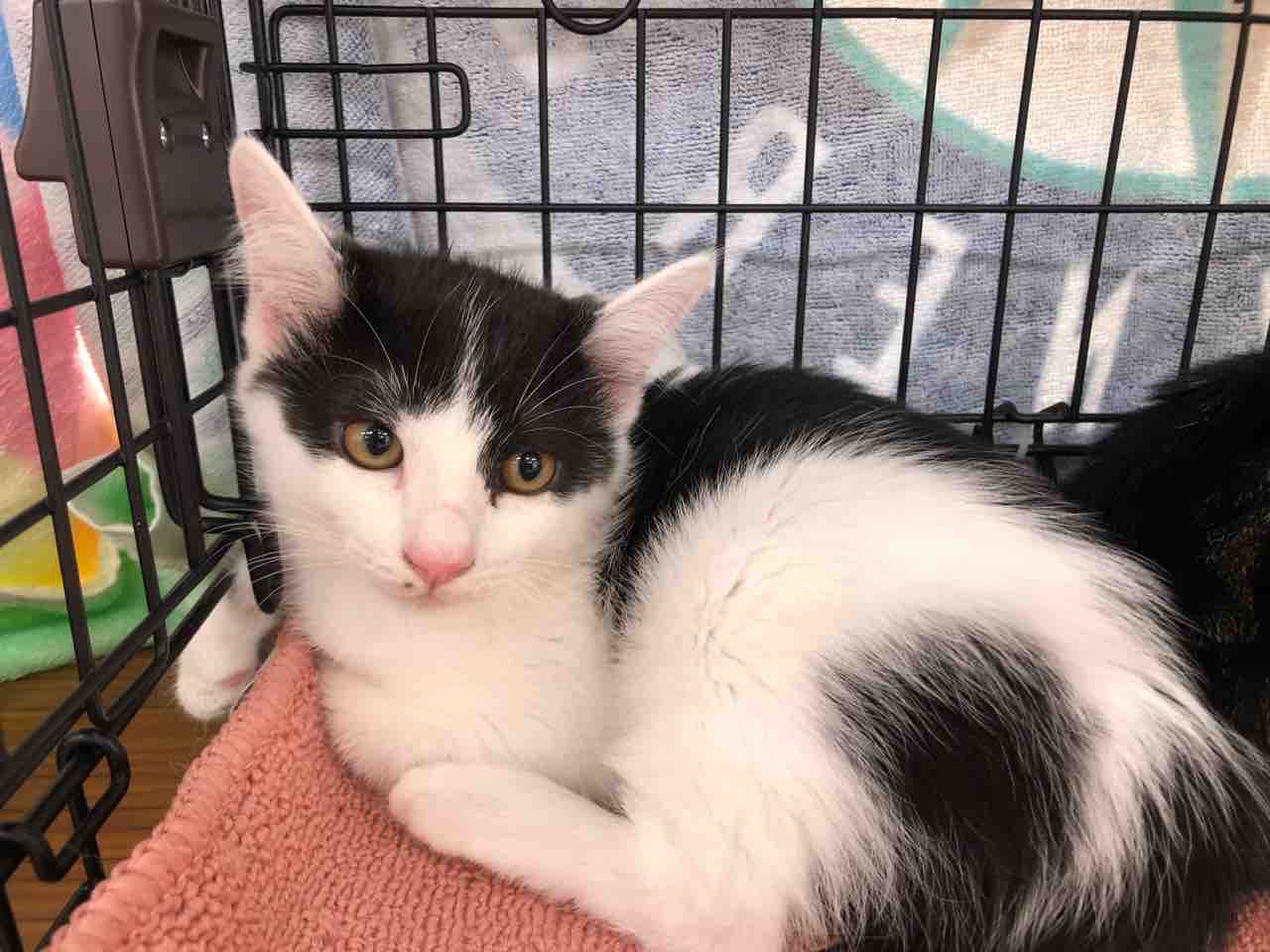 子猫たちの譲渡会 ご支援ありがとうございます 静かな譲渡会でした Npo法人 福井犬 猫を救う会