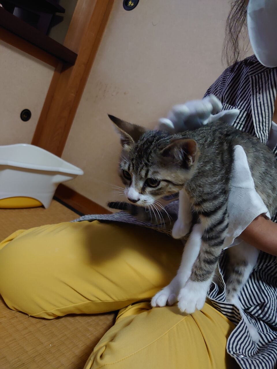 幸せの第一歩 お届け報告 Npo法人 福井犬 猫を救う会