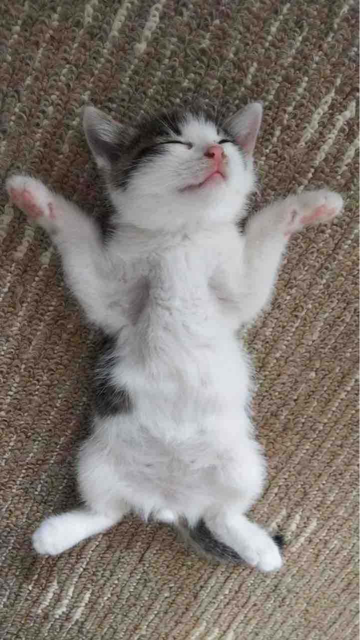 仲良し兄弟になったよ トライアルへ行っていた 専務くん 正式譲渡 Npo法人 福井犬 猫を救う会 仲良し兄弟になったよ トライアルへ行っていた 専務くん 正式譲渡 Npo法人 福井犬 猫を救う会