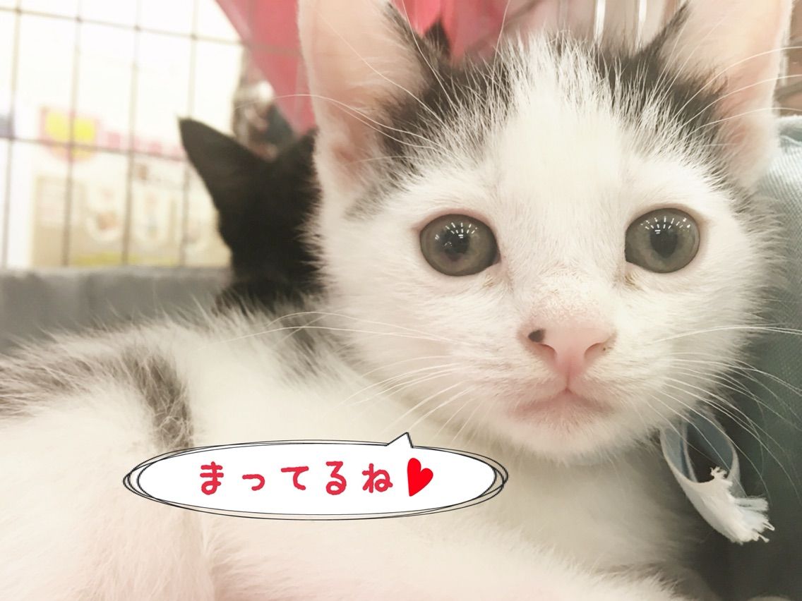 飼い主さんを募集している猫たち １１月末 Npo法人 福井犬 猫を救う会