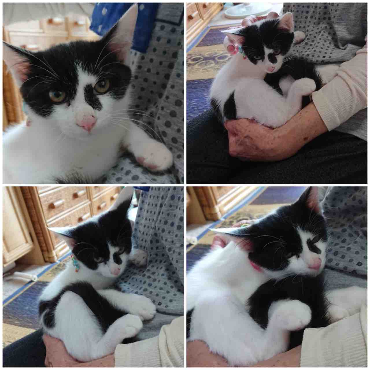 ☆飼い主さんを募集している猫たち（８月初旬） : NPO法人 福井犬・猫 