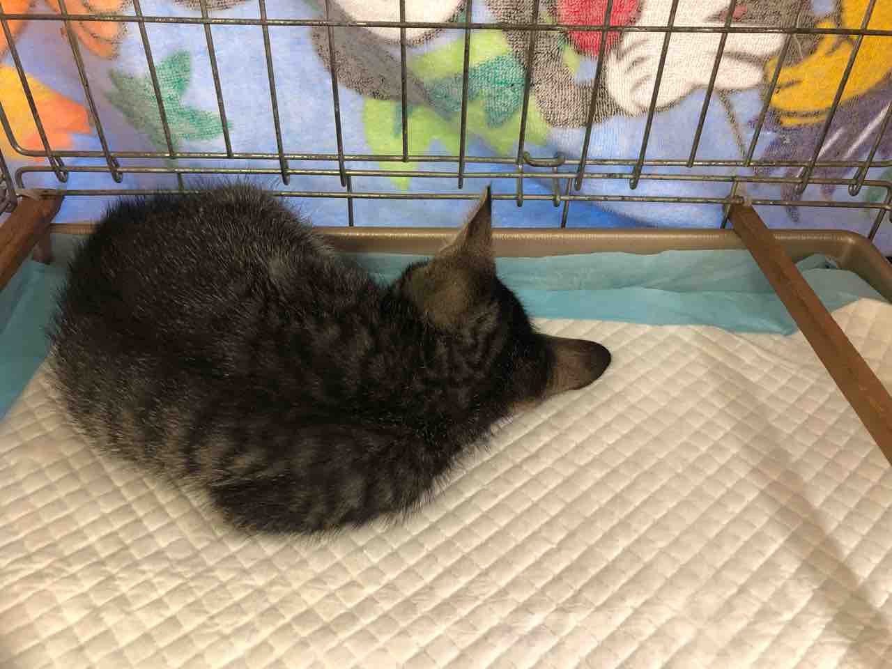 子猫たちの譲渡会 ご支援ありがとうございます 静かな譲渡会でした Npo法人 福井犬 猫を救う会