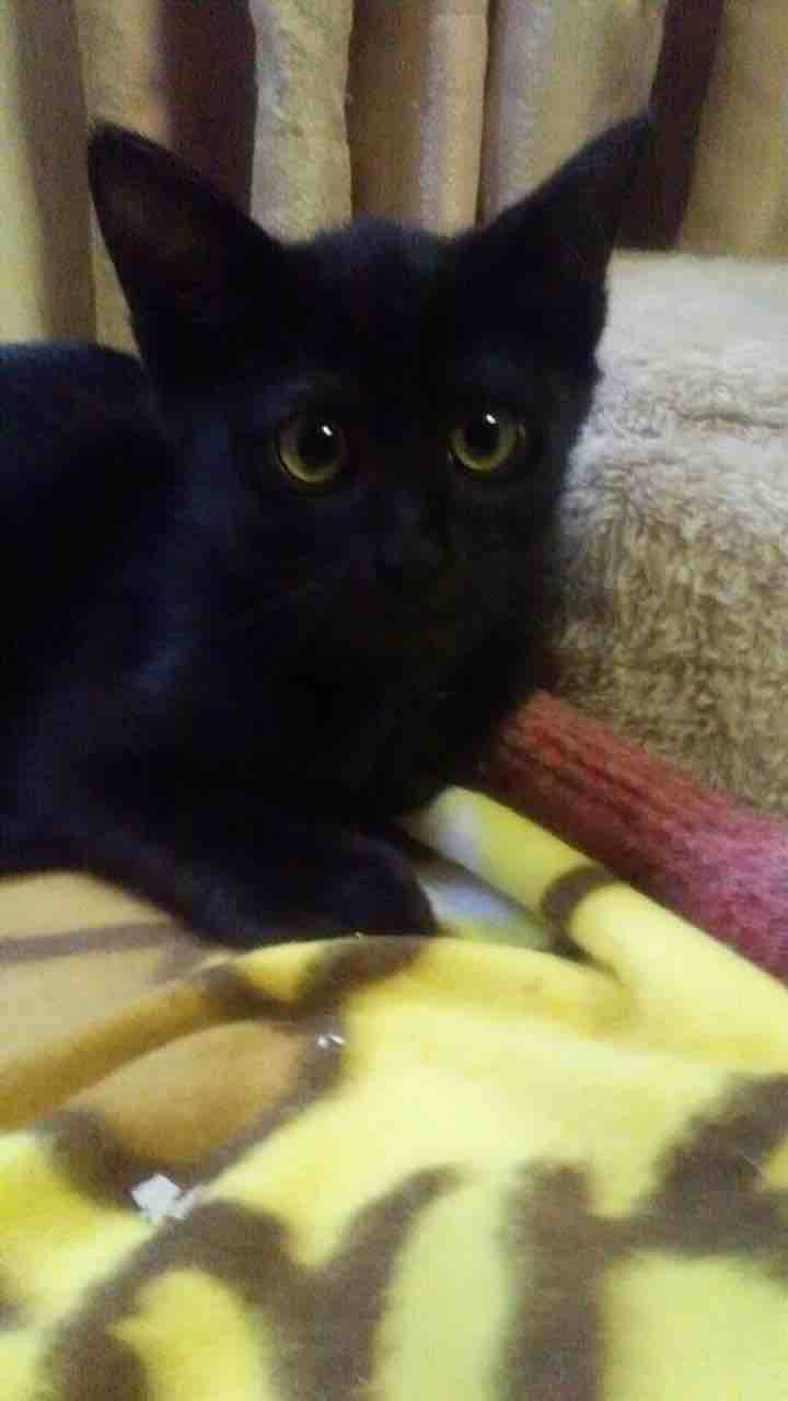 飼い主さんを募集している猫たち ７月 Npo法人 福井犬 猫を救う会