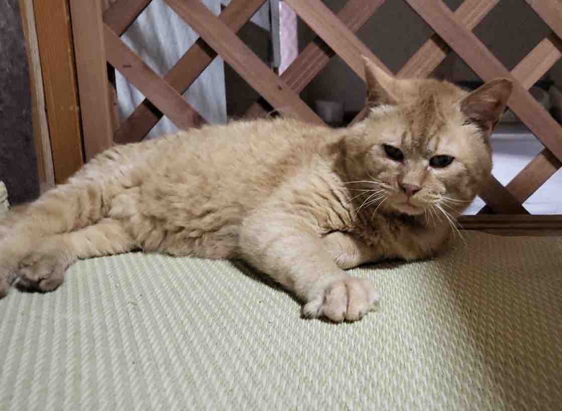 犬の首輪で脱毛 ガレージで短い紐に繋がれいた猫の ノン くん Npo法人 福井犬 猫を救う会