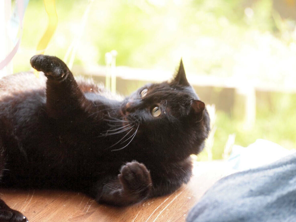 保護猫くろ丸の旅立ちの時 ゴミ屋敷を後にして Npo法人 福井犬 猫を救う会