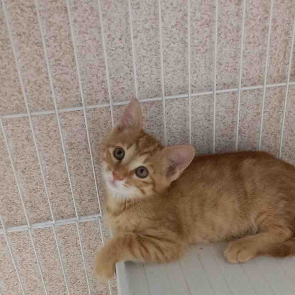 飼い主さんを募集している猫たち 7月中旬 末 Npo法人 福井犬 猫を救う会