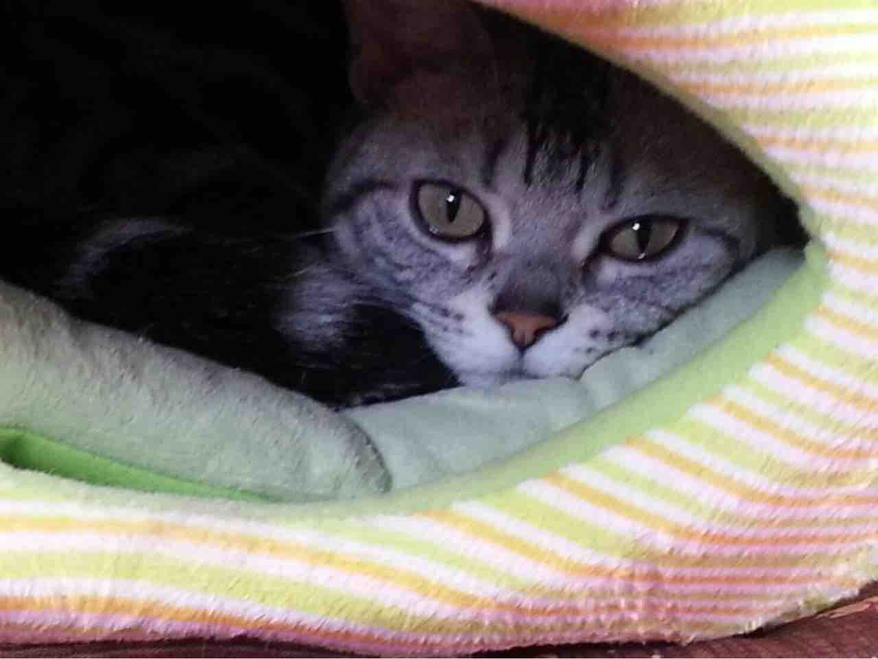アメショーをペットショップで購入しても メンバーoさん保護 小雪ちゃん Npo法人 福井犬 猫を救う会 アメショーをペットショップで購入しても メンバーoさん保護 小雪ちゃん Npo法人 福井犬 猫を救う会
