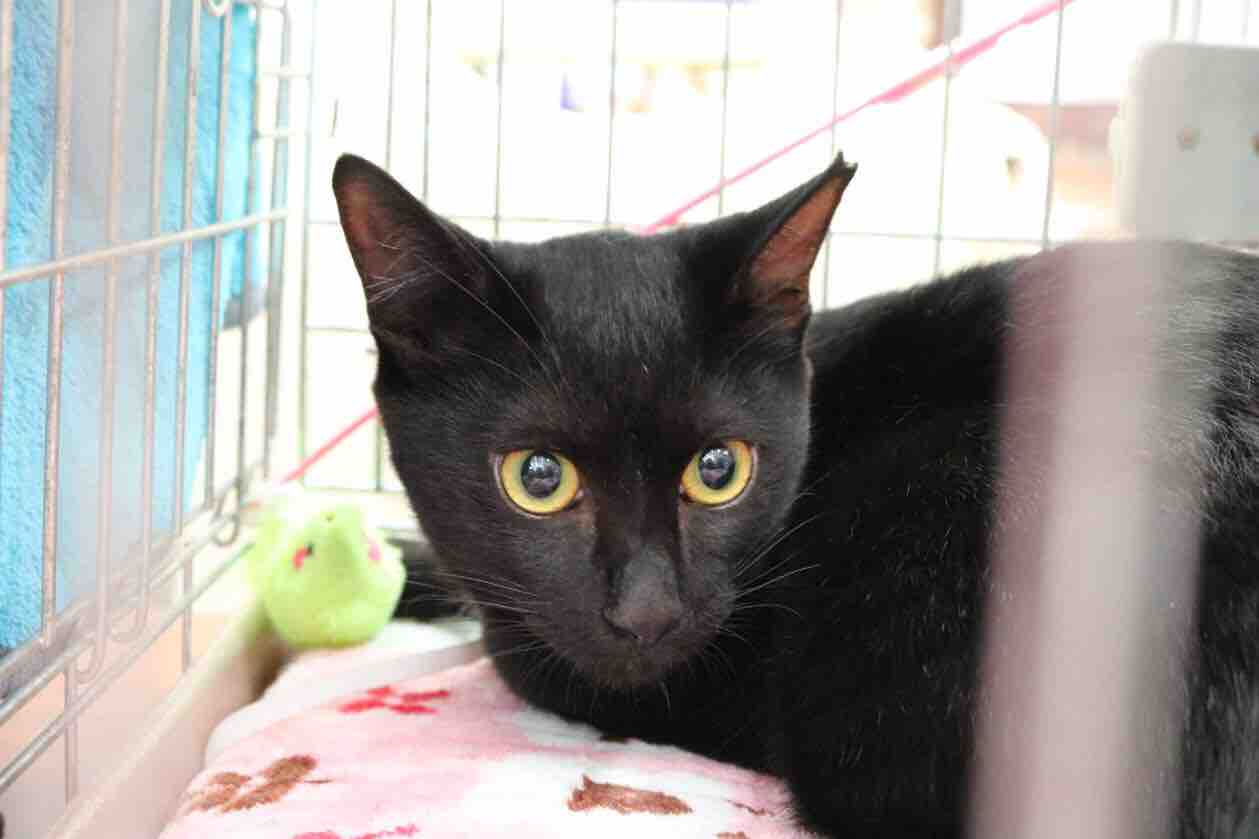 黒猫ジジちゃん ２回目に掴んだ幸せ Npo法人 福井犬 猫を救う会