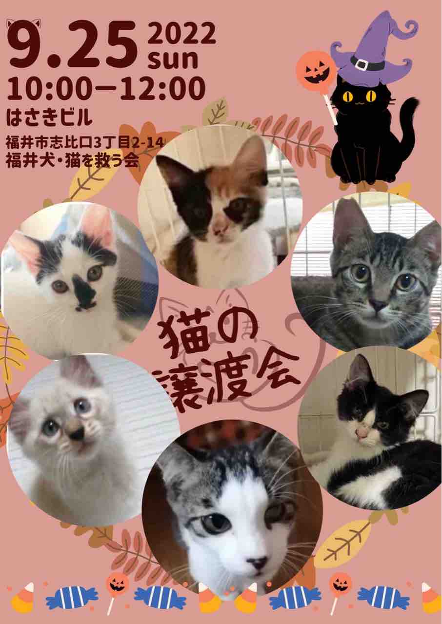 臨時開催 9月25日 日 猫たちの譲渡会のお知らせとおねがい Npo法人 福井犬 猫を救う会
