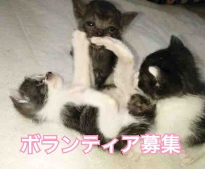 Npo法人 福井犬 猫を救う会 Livedoor Blog ブログ