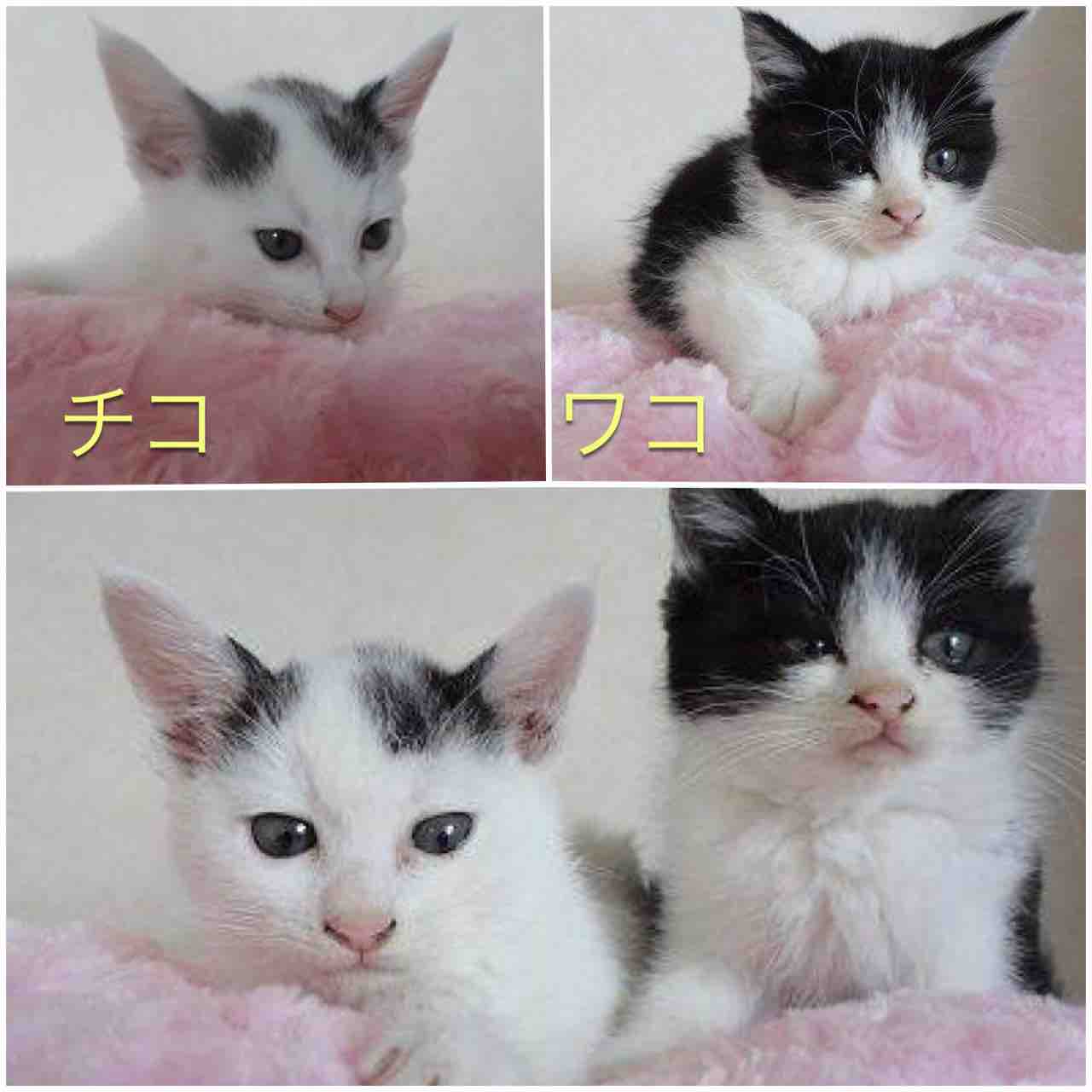 ☆飼い主さんを募集している猫たち（12月初旬） : NPO法人 福井犬・猫 