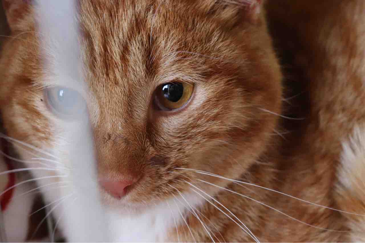 かわいい かわいい まるで別猫になったソックス Npo法人 福井犬 猫を救う会