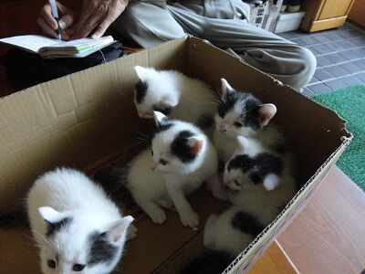 仏壇の後ろになんと子猫が そして衝撃の話 Npo法人 福井犬 猫を救う会
