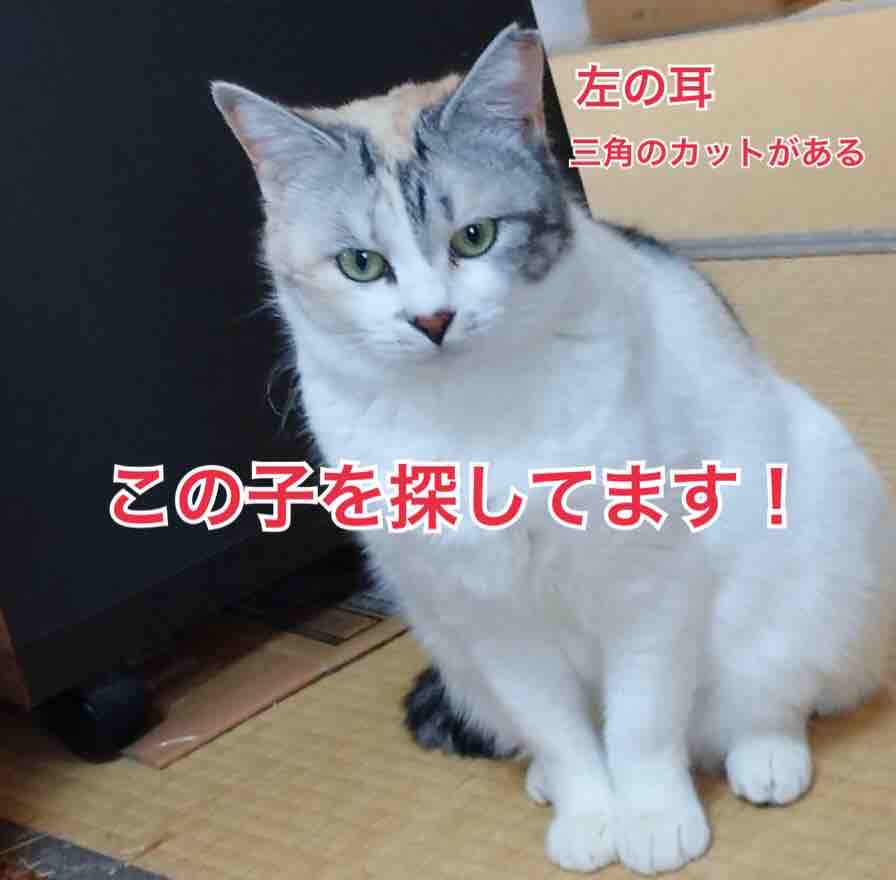 解決 福井市本堂町にて脱走したメス猫を探してます 白が多めの三毛猫 Npo法人 福井犬 猫を救う会