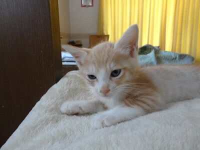 どうか安らかに 保護猫ちゃんの死 幾度もの余命宣告を乗り越えた ますおくん Npo法人 福井犬 猫を救う会 どうか安らかに 保護猫ちゃんの死 幾度もの余命宣告を乗り越えた ますおくん Npo法人 福井犬 猫を救う会