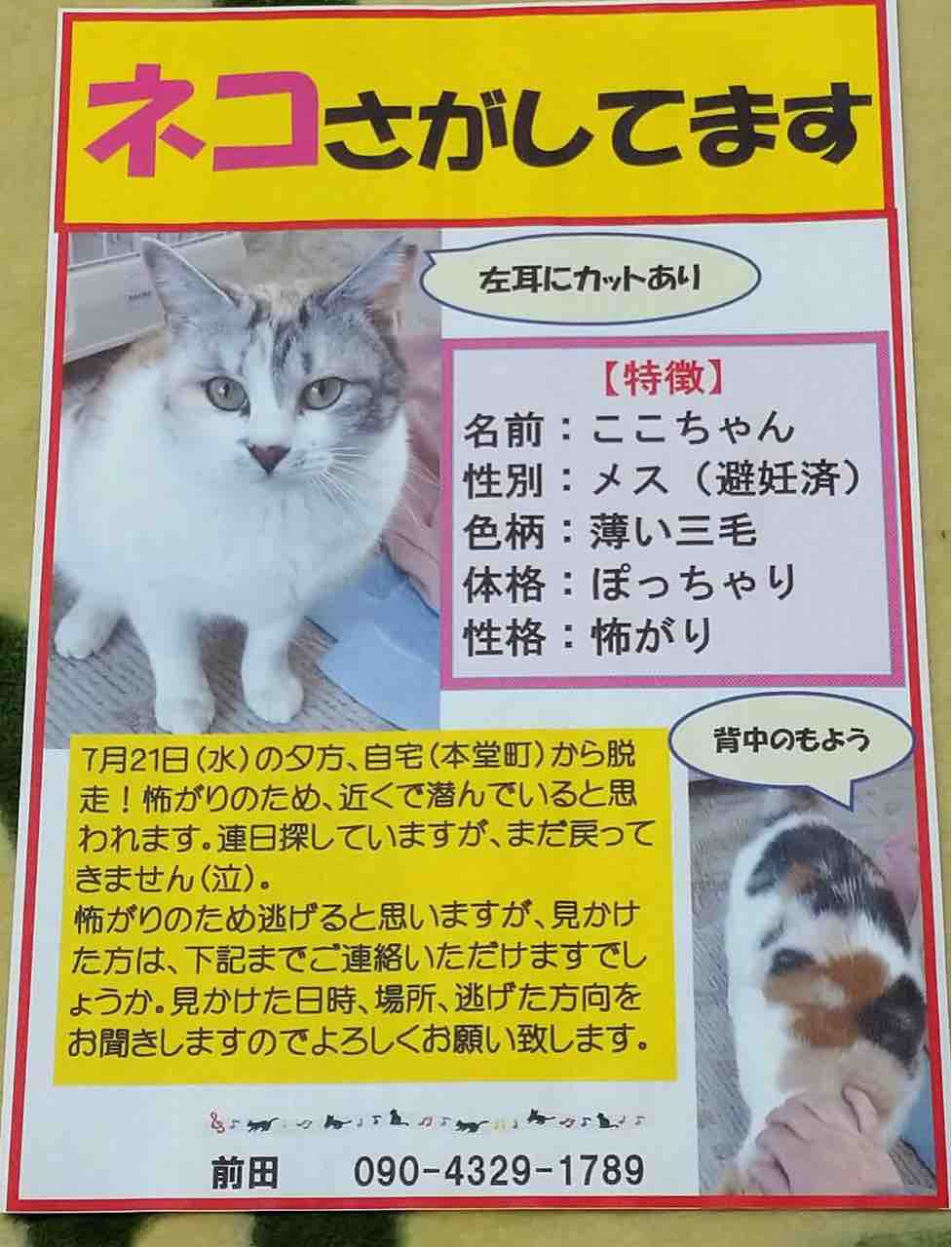 解決 福井市本堂町にて脱走したメス猫を探してます 白が多めの三毛猫 Npo法人 福井犬 猫を救う会 解決 福井市本堂町にて脱走したメス猫を探してます 白が多めの三毛猫 Npo法人 福井犬 猫を救う会